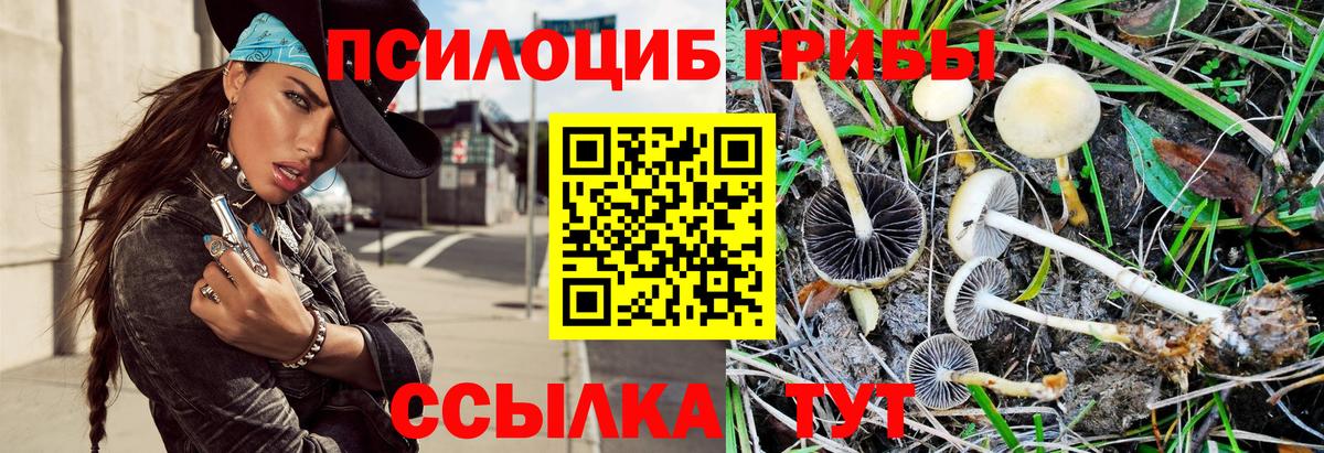 Галлюциногенные грибы Cubensis Элиста